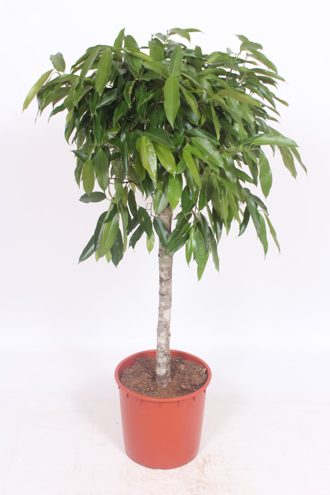 Горшечные цветы и растения оптом Ficus Be Exotica On Stem от 1шт из Голландии с доставкой по России