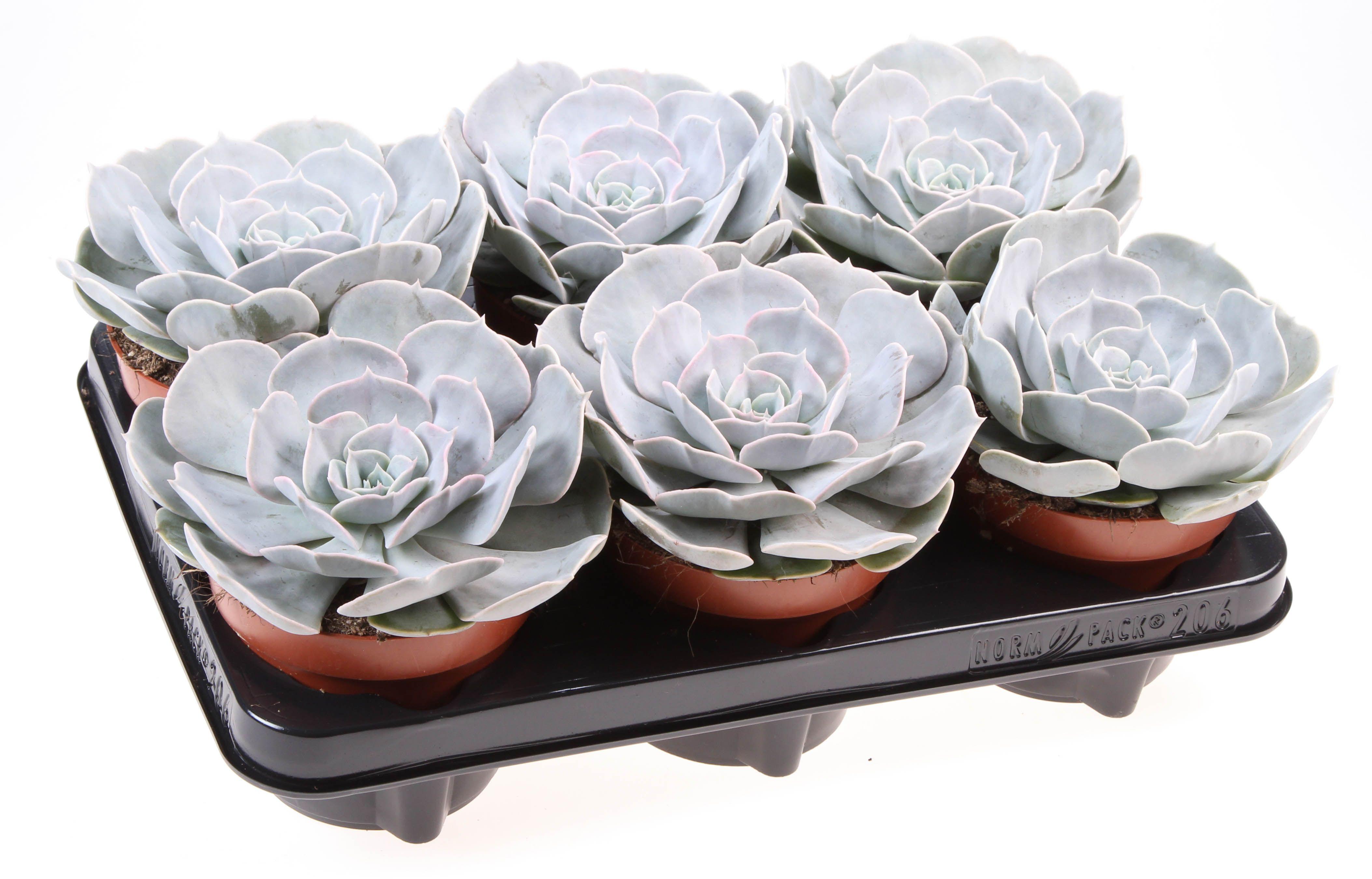 Горшечные цветы и растения оптом Echeveria Pollux от 6шт из Голландии с доставкой по России