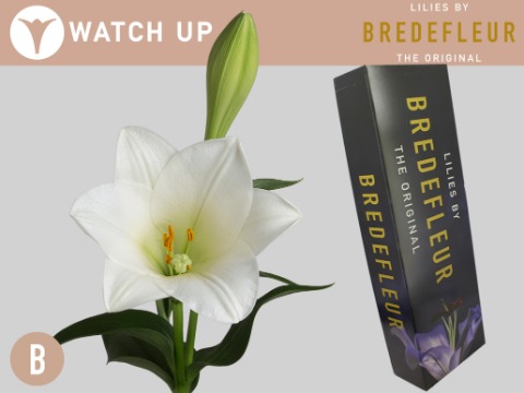 Срезанные цветы оптом Lilium lo watch up от 50шт.. из Голландии с доставкой по России