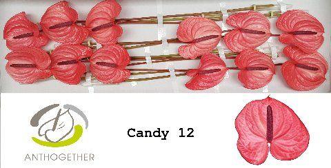 Срезанные цветы оптом Anthurium candy от 12шт из Голландии с доставкой по России