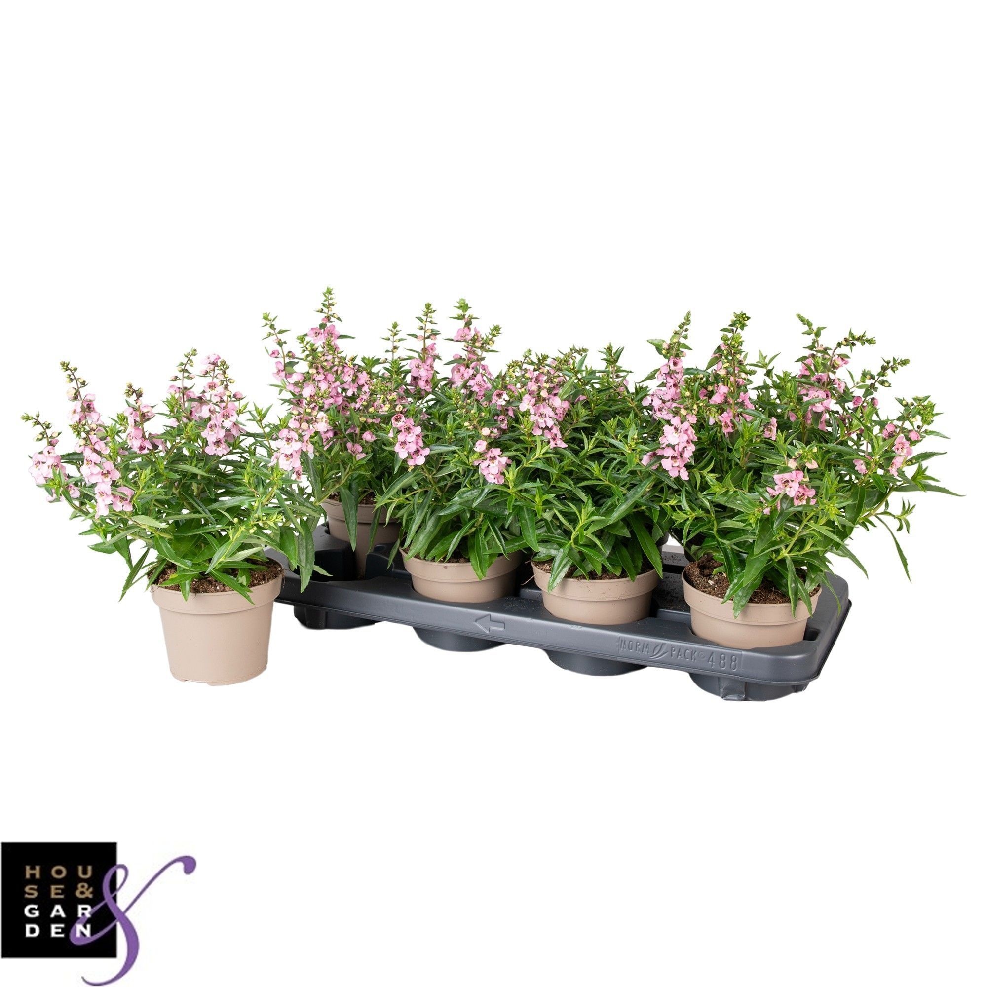 Горшечные цветы и растения оптом Ang Se Lavender от 8шт из Голландии с доставкой по России