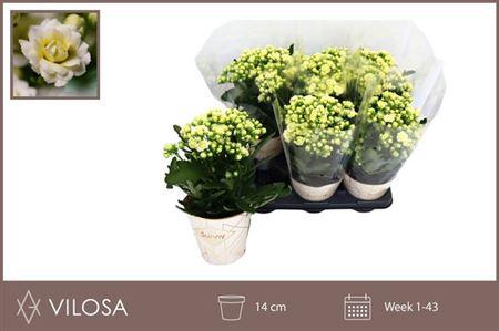 Горшечные цветы и растения оптом Kal Ge Sunny White от 6шт из Голландии с доставкой по России