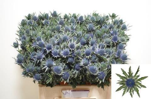 Срезанные цветы оптом Eryngium aquarius от 40шт из Голландии с доставкой по России