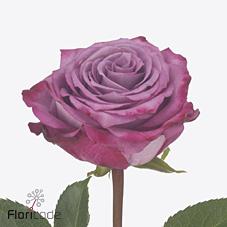 Срезанные цветы оптом Rosa large garcia+ от 30шт из Голландии с доставкой по России