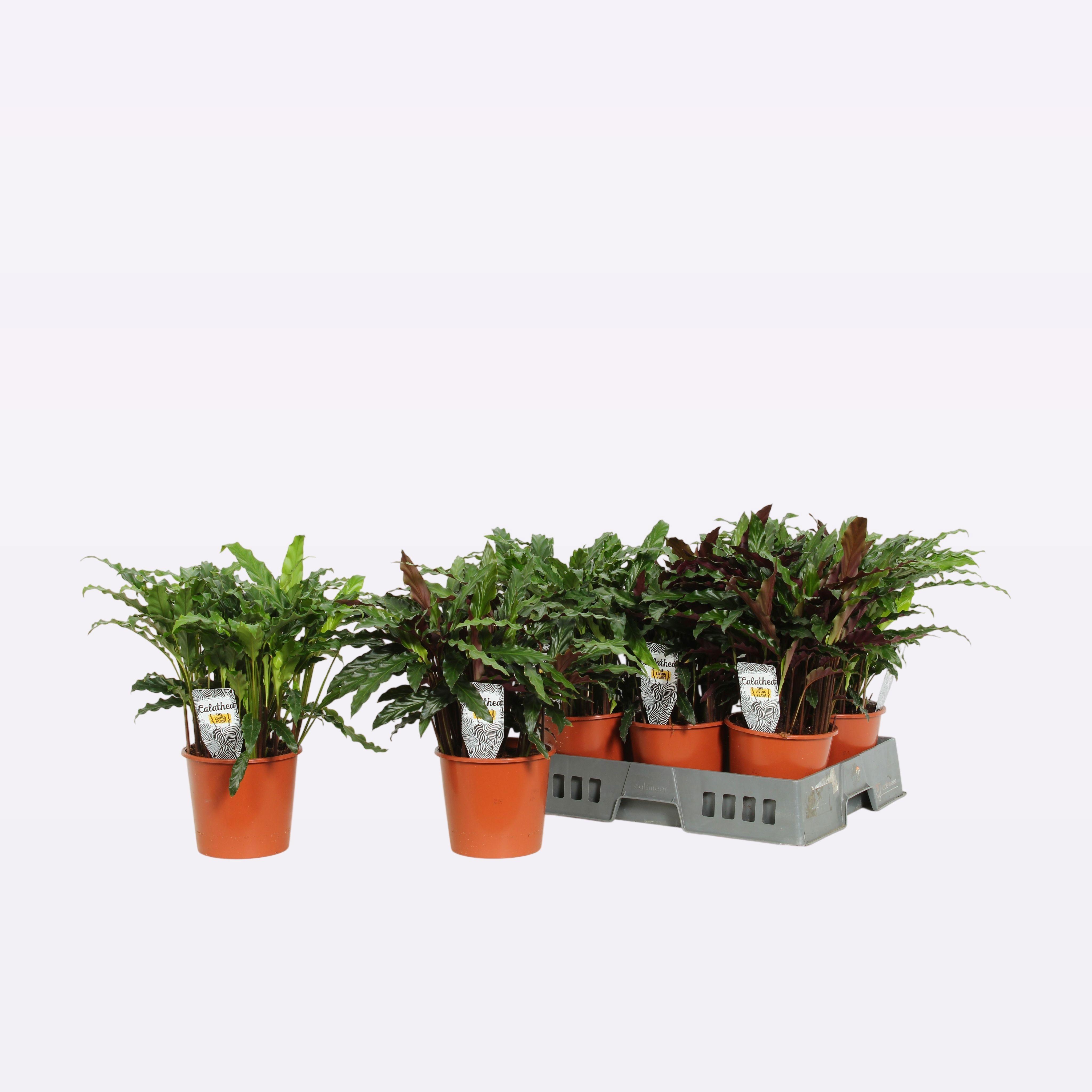 Горшечные цветы и растения оптом Calat Gem от 6шт из Голландии с доставкой по России