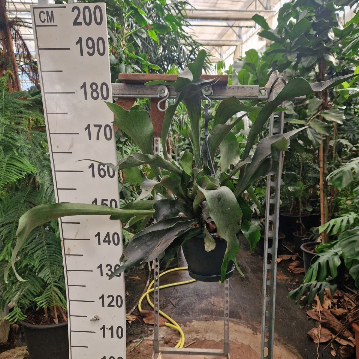 Горшечные цветы и растения оптом Platycerium Bifurc. от 1шт из Голландии с доставкой по России