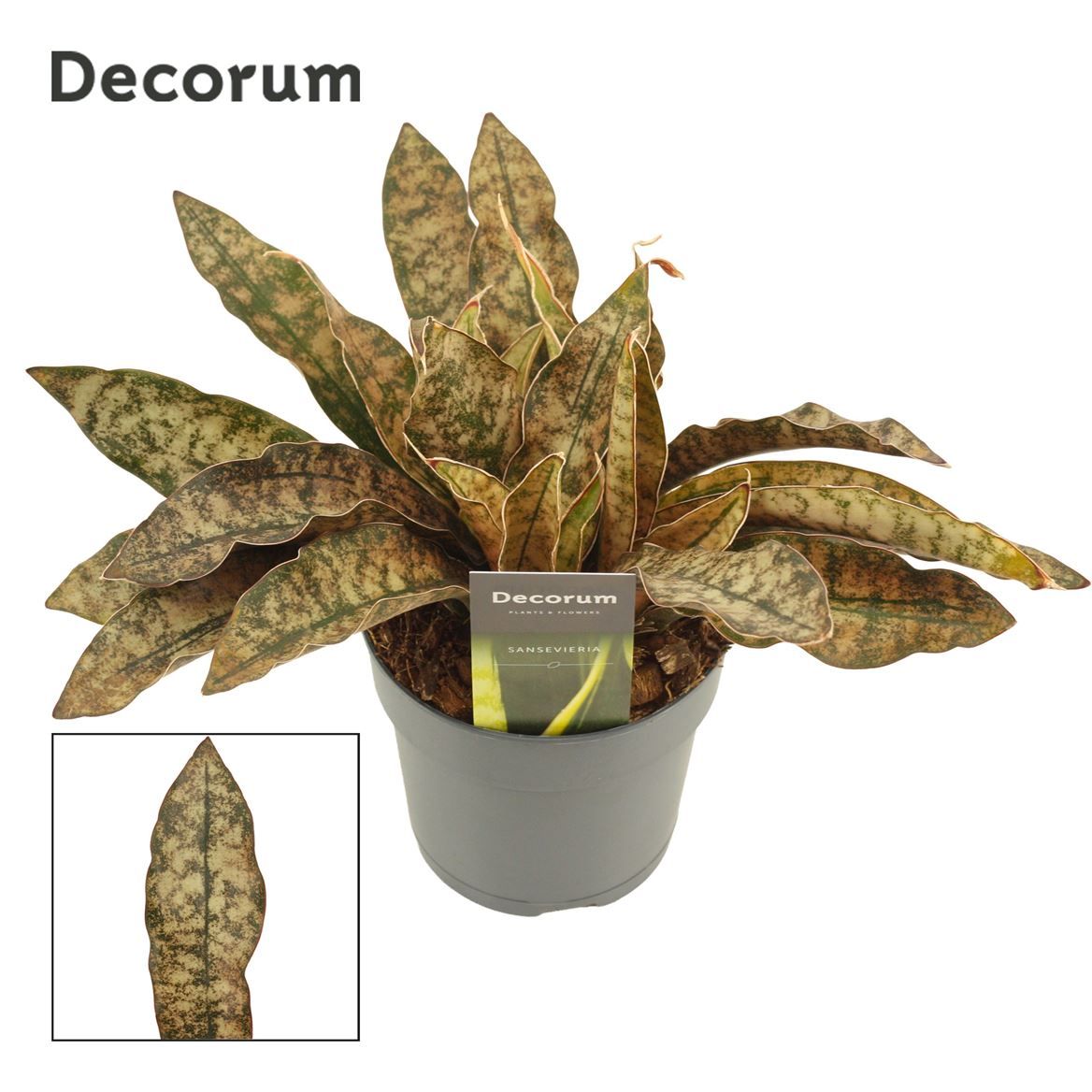 Горшечные цветы и растения оптом Sansevieria Kirkii Coppertone от 6шт из Голландии с доставкой по России