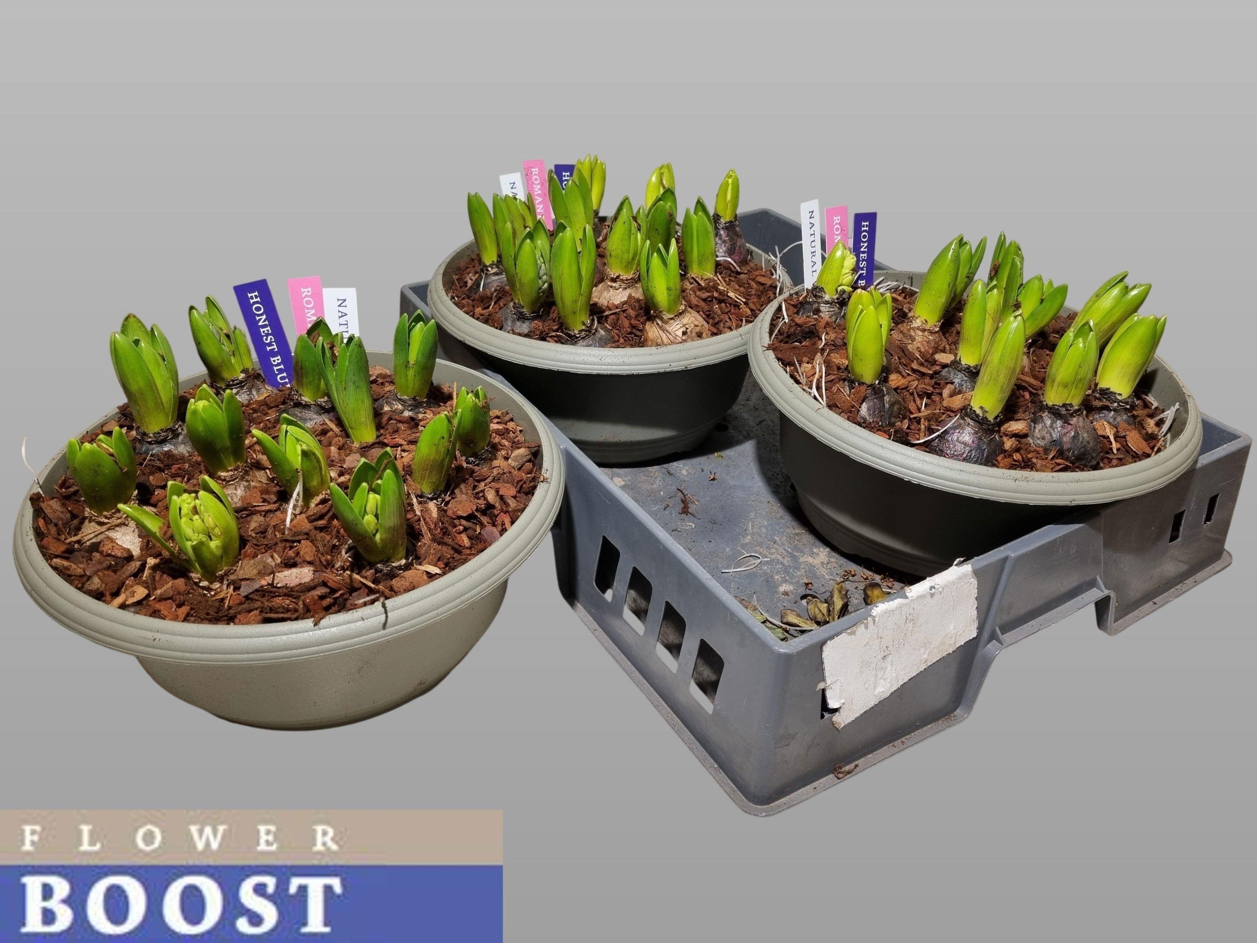 Горшечные цветы и растения оптом Hyacin Pear Gem 3 Kl от 2шт из Голландии с доставкой по России