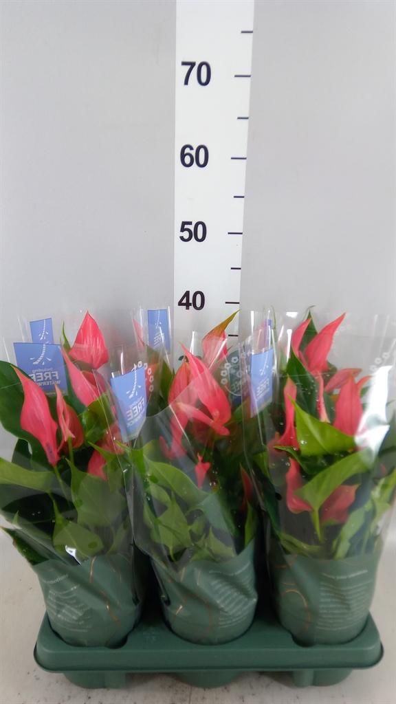 Горшечные цветы и растения оптом Anthurium Andr. fc Rhythm от 6шт из Голландии с доставкой по России
