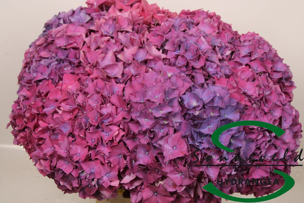 Срезанные цветы оптом Hydrangea sibilla purple от 10шт из Голландии с доставкой по России