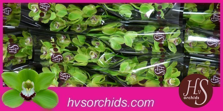 Срезанные цветы оптом Cymbidium green anderson от 12шт из Голландии с доставкой по России