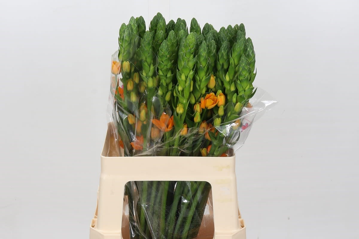 Срезанные цветы оптом Ornithogalum magic star от 50шт из Голландии с доставкой по России