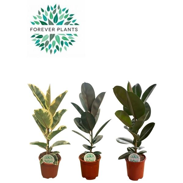 Горшечные цветы и растения оптом Ficus El Mix 2srt от 1шт из Голландии с доставкой по России