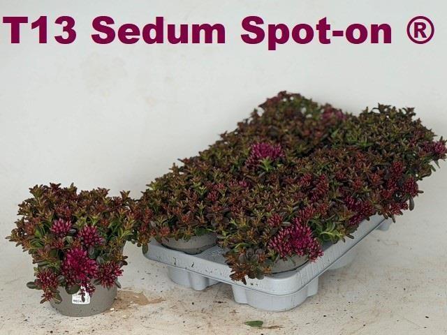 Горшечные цветы и растения оптом Sedum Spu Spot D Ros от 6шт из Голландии с доставкой по России