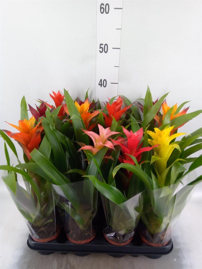 Горшечные цветы и растения оптом Bromelia   ...mix от 12шт (для телеги) из Голландии с доставкой по России