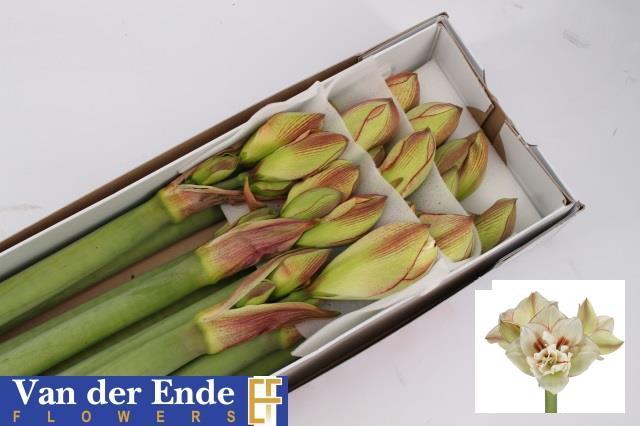 Срезанные цветы оптом Hippeastrum irinia от 10шт из Голландии с доставкой по России