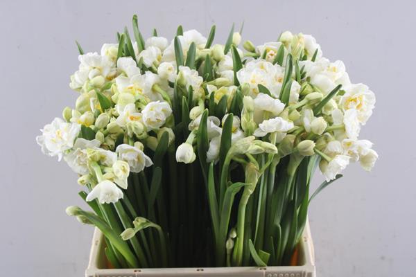 Срезанные цветы оптом Narcissus sp bridal crown от 100шт из Голландии с доставкой по России