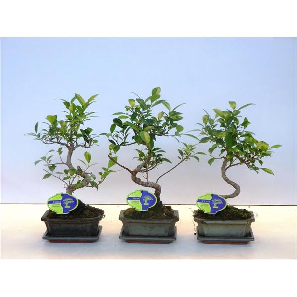Горшечные цветы и растения оптом Bonsai Ficus Retusa  With Drip Tray от 10шт из Голландии с доставкой по России