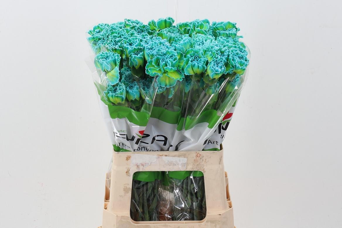 Срезанные цветы оптом Dianthus st paint double mint от 80шт из Голландии с доставкой по России