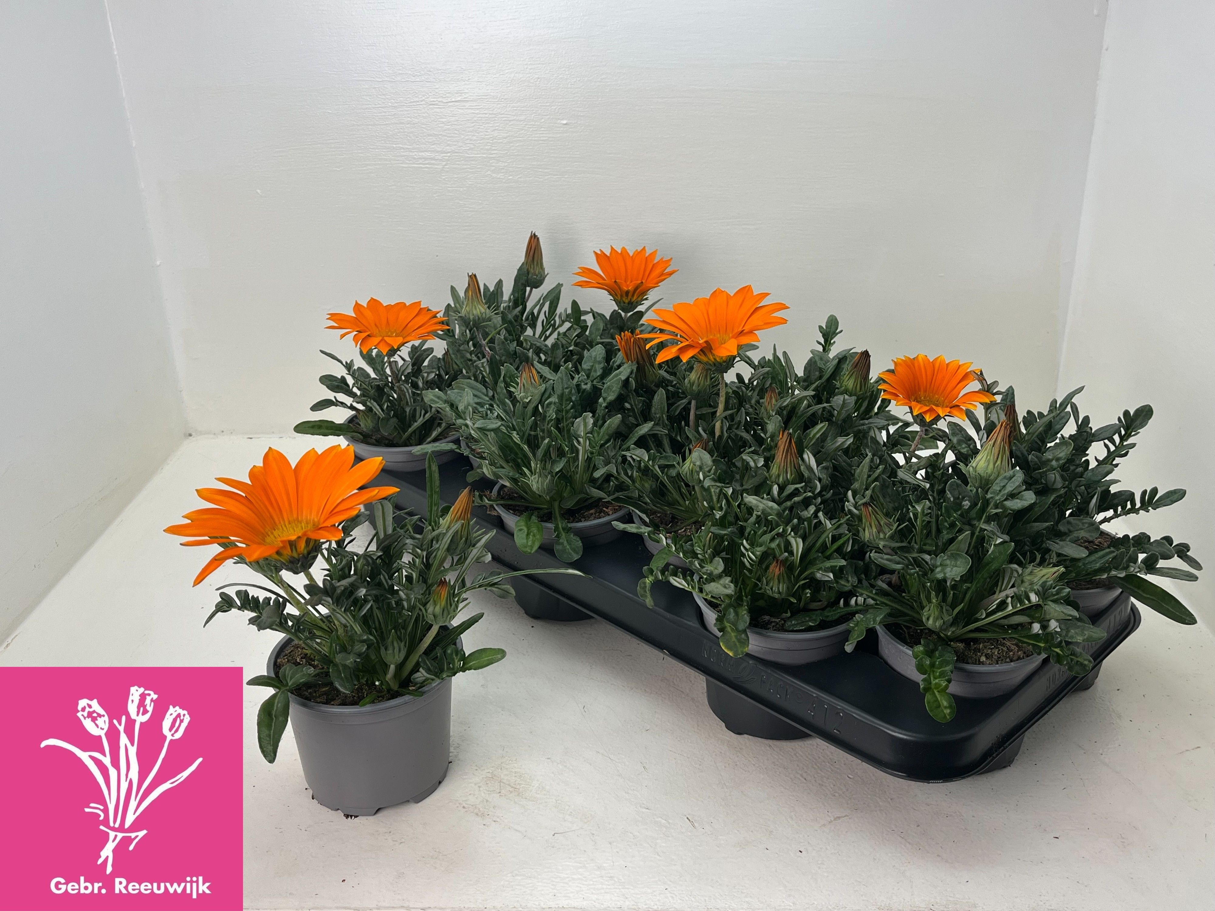 Горшечные цветы и растения оптом Gaz Gazoo Cl Orange от 12шт из Голландии с доставкой по России