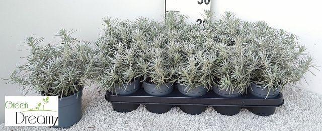 Горшечные цветы и растения оптом Helich Italicum от 6шт из Голландии с доставкой по России