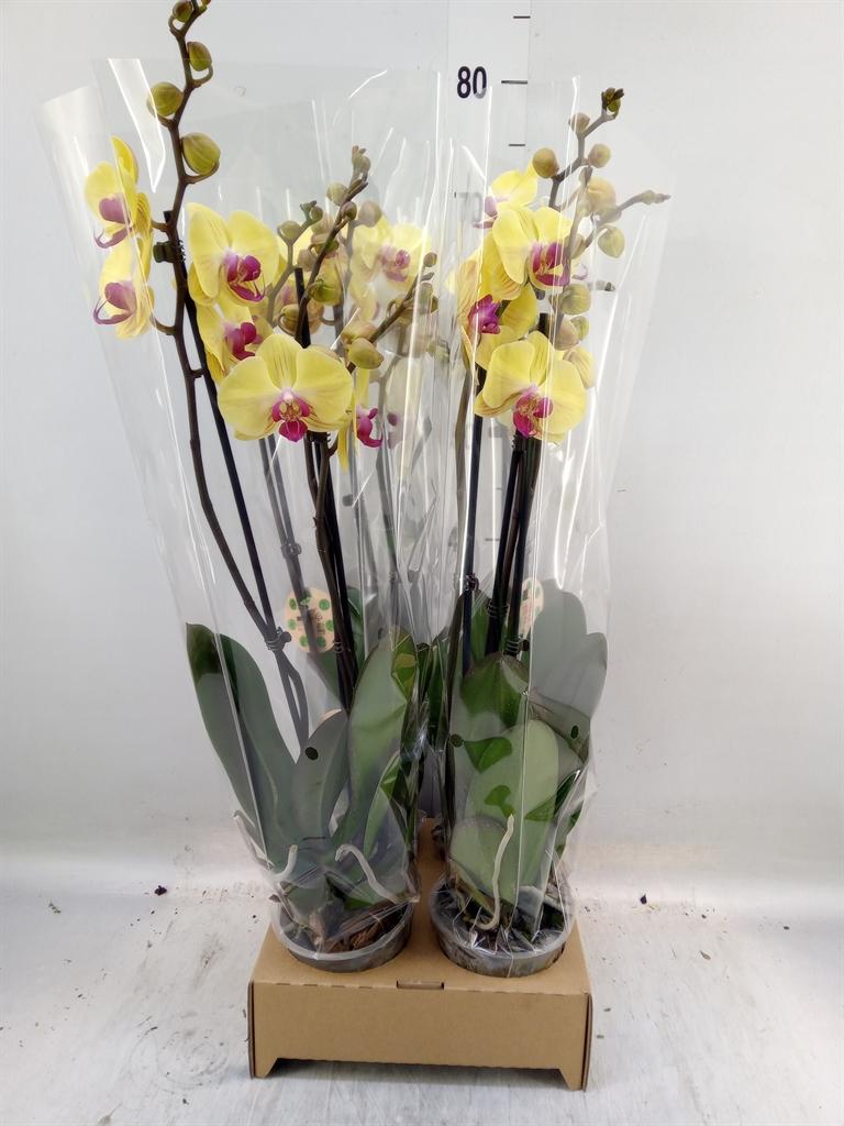 Горшечные цветы и растения оптом Phalaenopsis   ... от 4шт из Голландии с доставкой по России