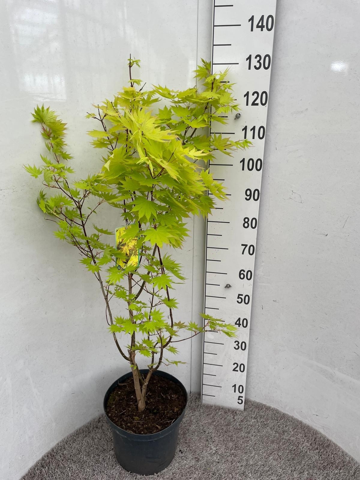 Горшечные цветы и растения оптом Acer Sh Jordan от 1шт из Голландии с доставкой по России