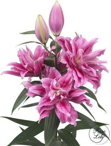 Срезанные цветы оптом Lilium or dbl roselily (our choice) dark pink от 20шт из Голландии с доставкой по России
