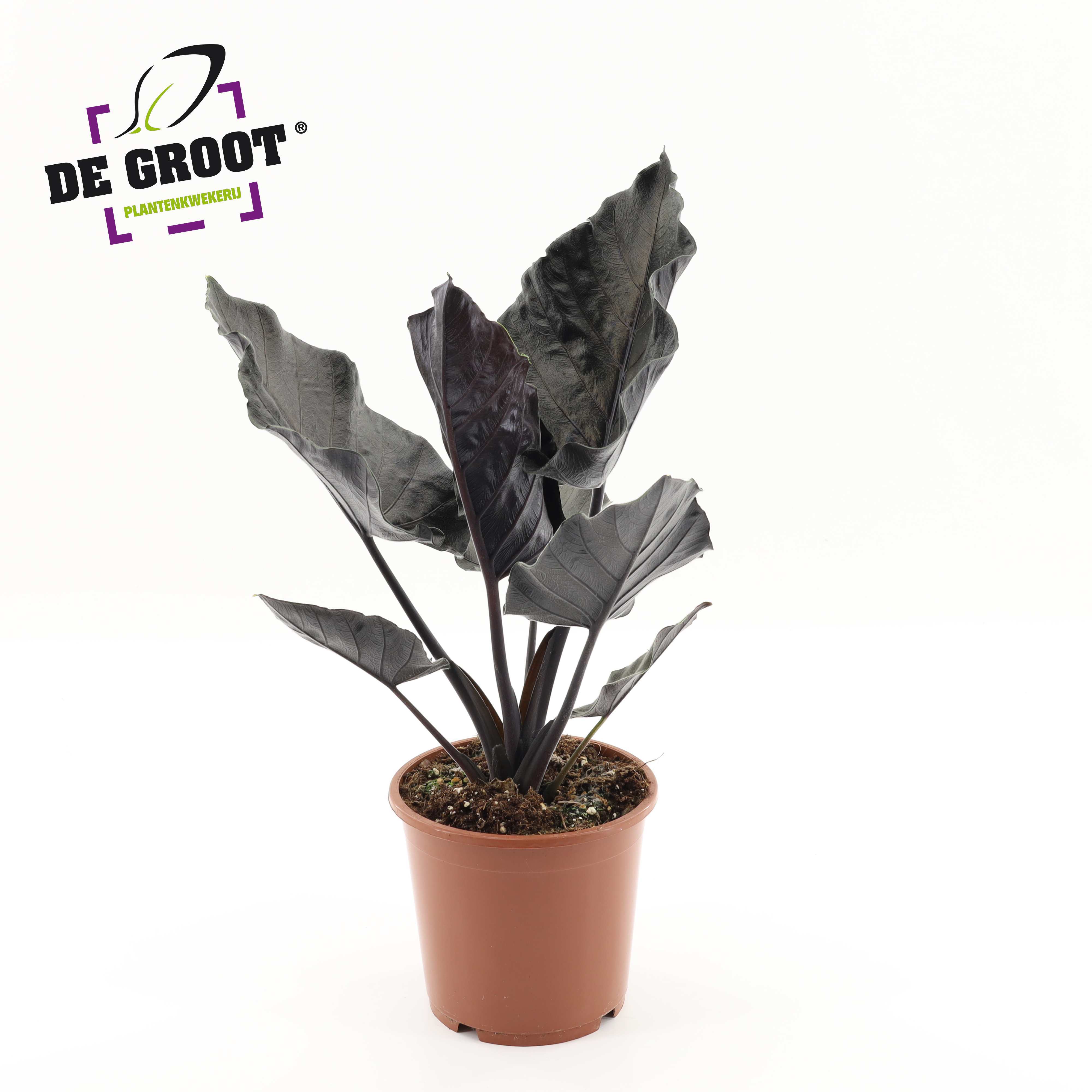 Горшечные цветы и растения оптом Alocasia Antoro Velvet от 6шт (для телеги) из Голландии с доставкой по России