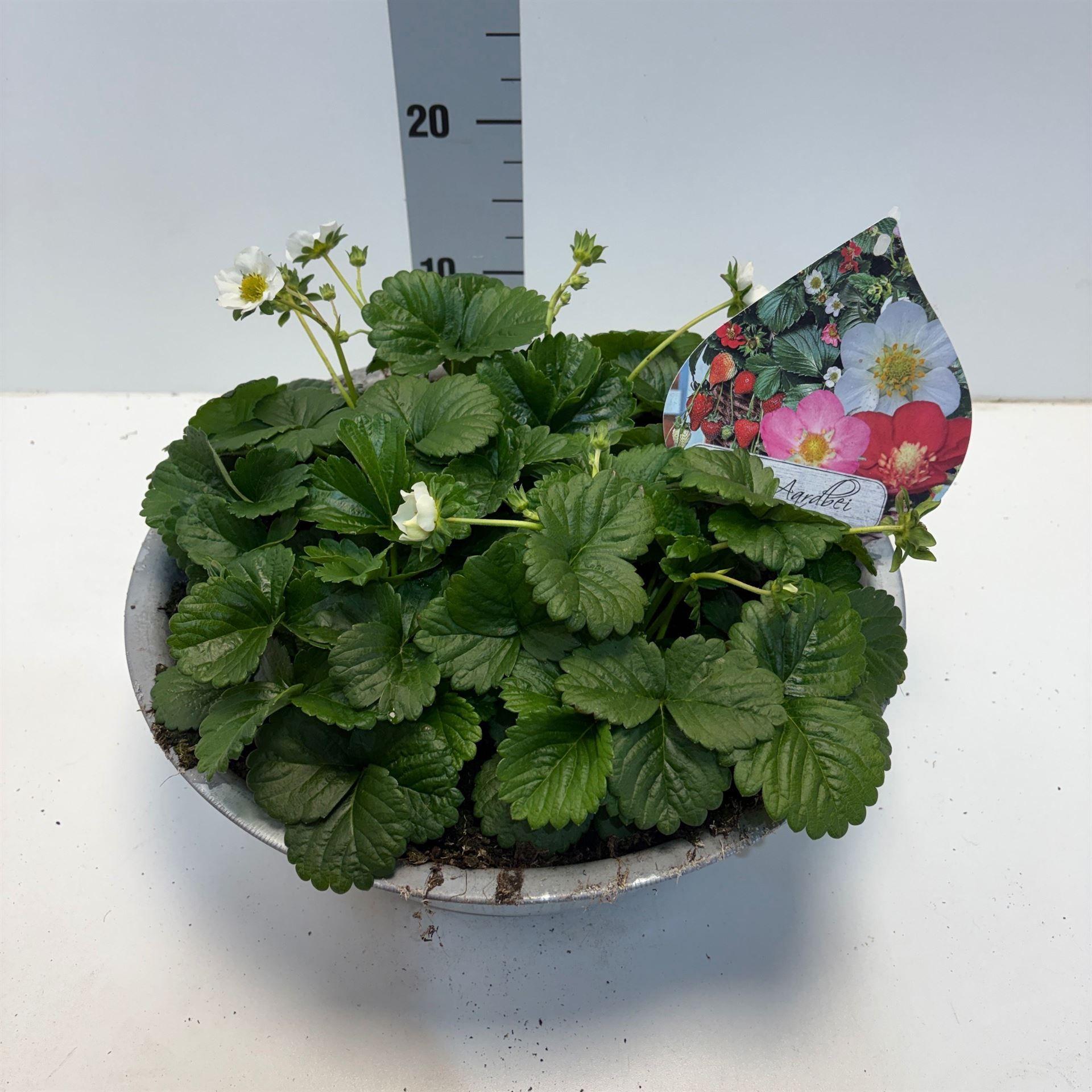 Горшечные цветы и растения оптом Fragaria   ... от 1шт из Голландии с доставкой по России