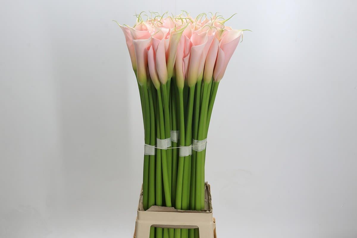 Срезанные цветы оптом Zantedeschia ae eydolls salmon от 60шт. из Голландии с доставкой по России