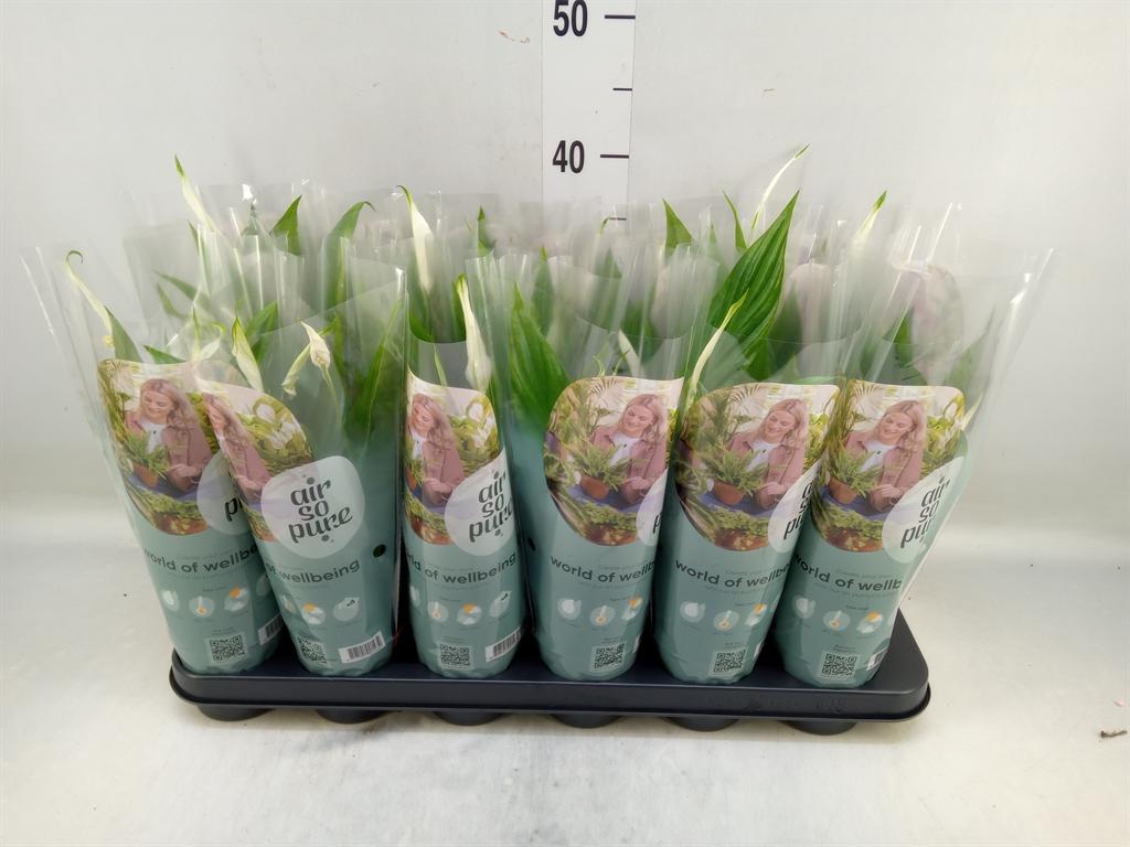 Горшечные цветы и растения оптом Spath Pearl Cupido 3+ (air So Pure) от 18шт (для телеги) из Голландии с доставкой по России