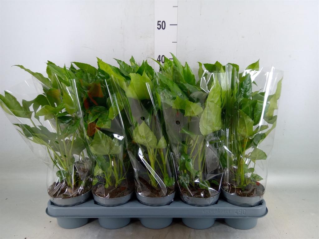 Горшечные цветы и растения оптом Fatsia Japonica от 10шт из Голландии с доставкой по России