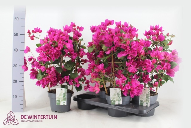 Горшечные цветы и растения оптом Bougainv Sanderiana от 4шт из Голландии с доставкой по России
