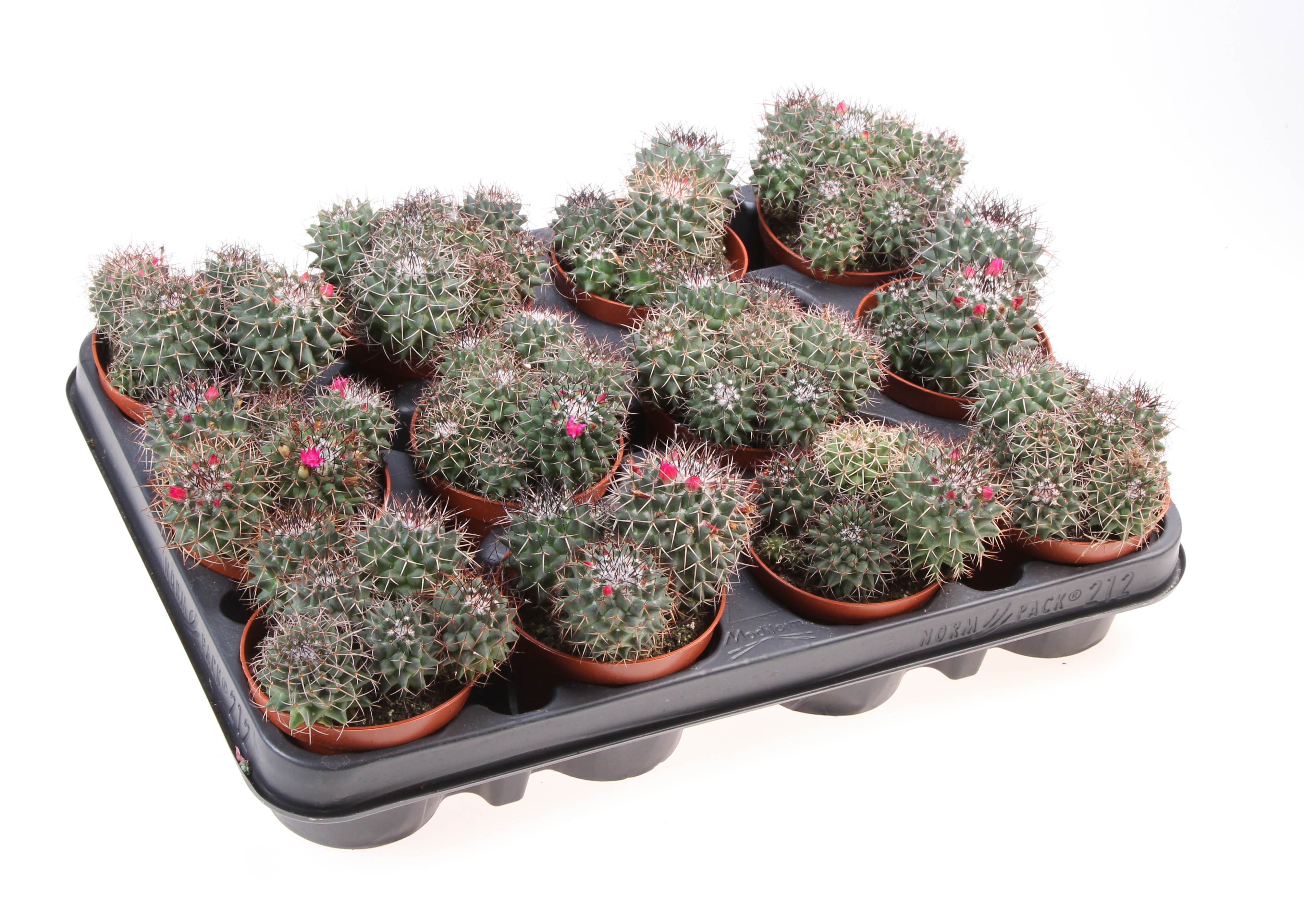 Горшечные цветы и растения оптом Mammillaria Hildagensis от 12шт (для телеги) из Голландии с доставкой по России