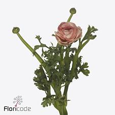 Срезанные цветы оптом Ranunculus success nuance от 50шт из Голландии с доставкой по России
