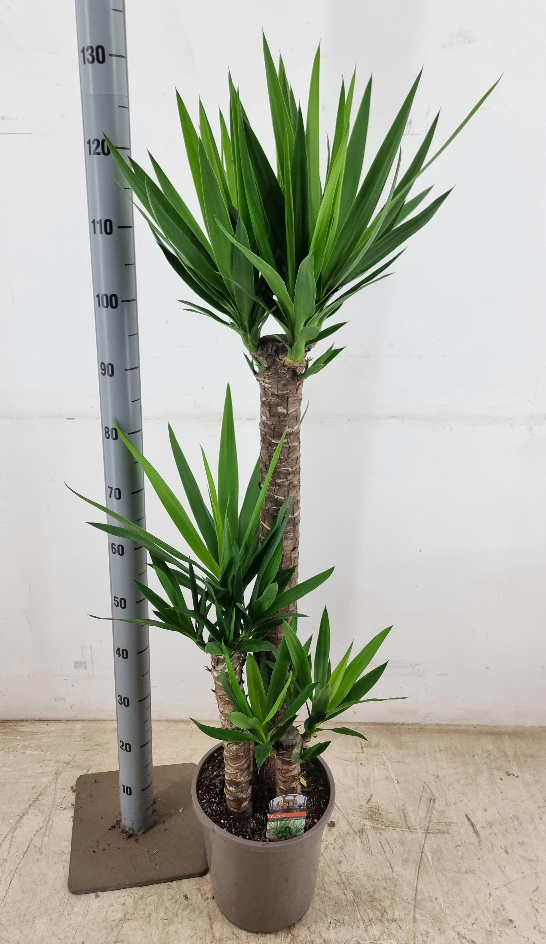 Горшечные цветы и растения оптом Yucca от 1шт из Голландии с доставкой по России Горшечные цветы и растения оптом Yucca от 1шт из Голландии с доставкой по России