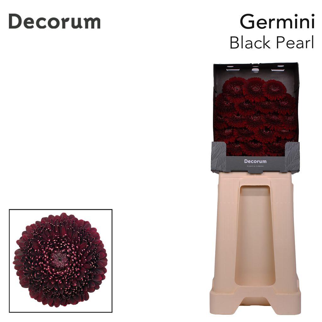 Срезанные цветы оптом Germini diamond gerponi black pearl от 75шт из Голландии с доставкой по России