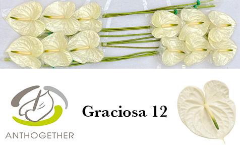 Срезанные цветы оптом Anthurium graciosa от 12шт из Голландии с доставкой по России