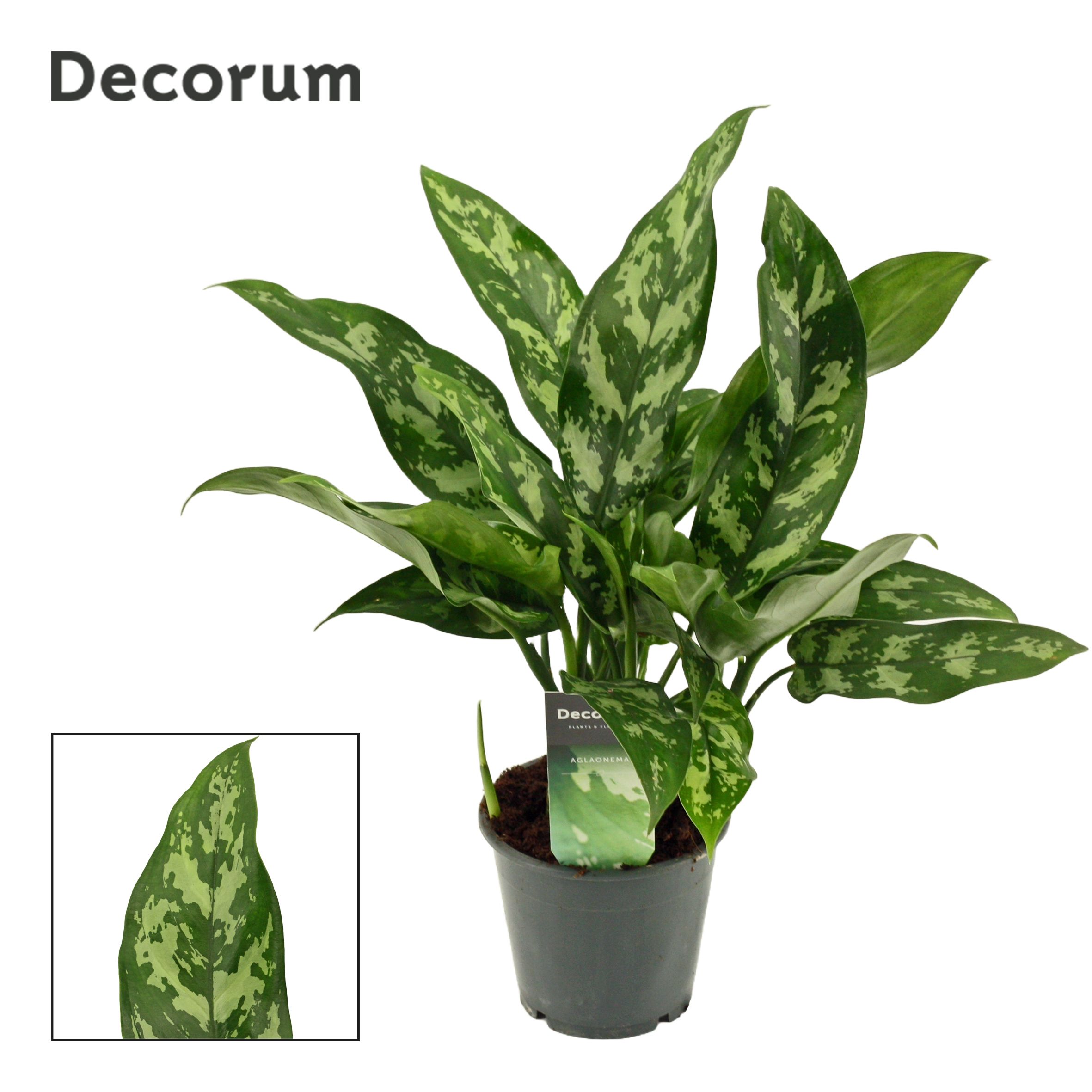 Горшечные цветы и растения оптом Aglaonema Maria (decorum) от 10шт из Голландии с доставкой по России