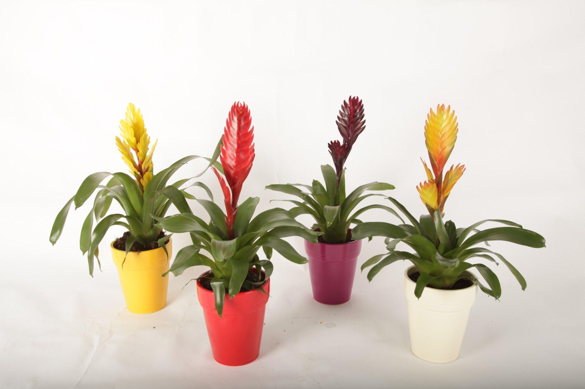 Горшечные цветы и растения оптом Vriesea Mix In Ceramiek Bea от 6шт из Голландии с доставкой по России