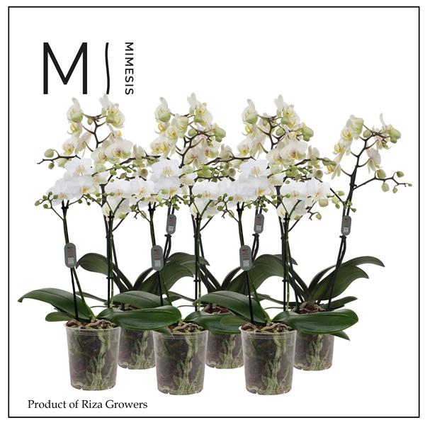Горшечные цветы и растения оптом Phal 2st Multi White 22+ (orchid Growers) от 10шт из Голландии с доставкой по России