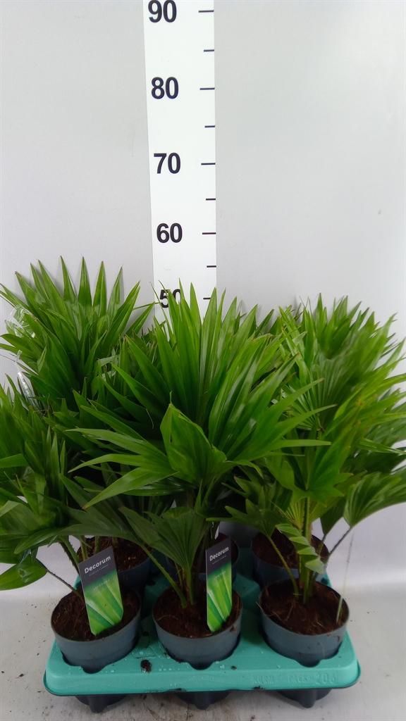 Горшечные цветы и растения оптом Livistona Rotundifolia от 6шт из Голландии с доставкой по России