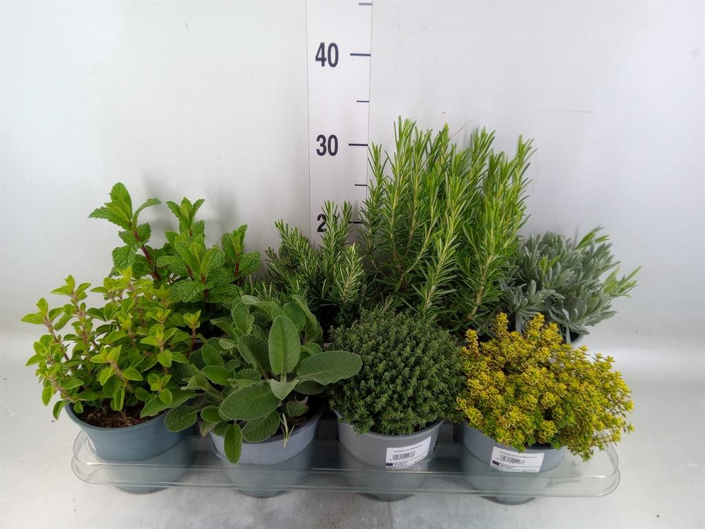 Горшечные цветы и растения оптом Tuinkruiden   ...mix от 8шт из Голландии с доставкой по России