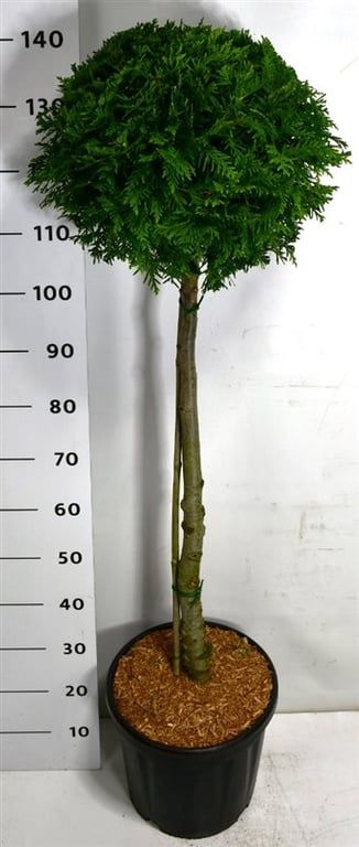 Горшечные цветы и растения оптом Thuja Occ Brabant On Stem от 1шт из Голландии с доставкой по России