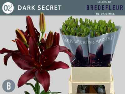 Срезанные цветы оптом Lilium la dark secret от 40шт из Голландии с доставкой по России