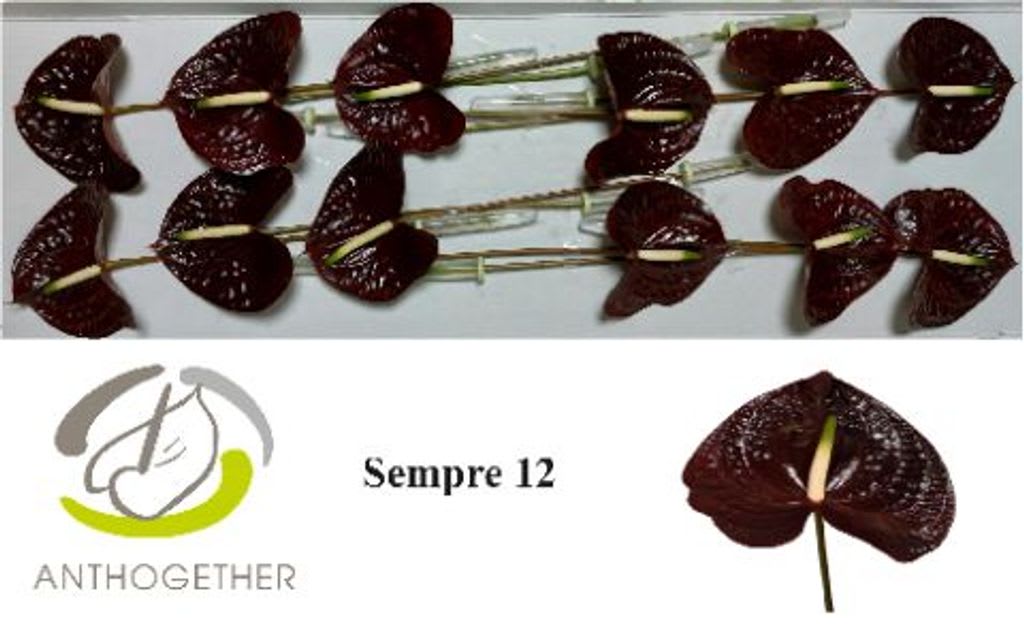 Срезанные цветы оптом Anthurium sempre от 12шт из Голландии с доставкой по России