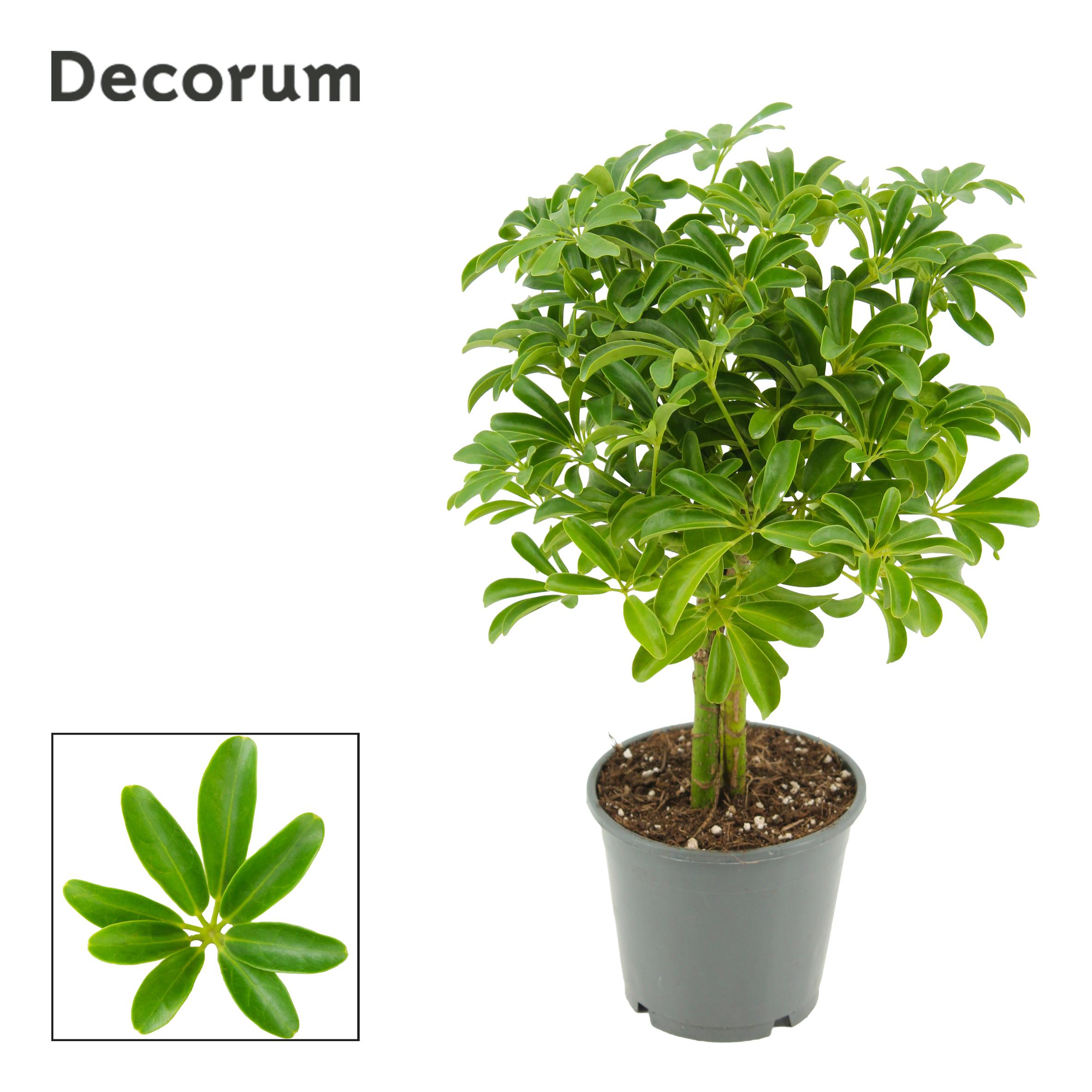 Горшечные цветы и растения оптом Schefflera Luseana On Stem (decorum) от 7шт из Голландии с доставкой по России