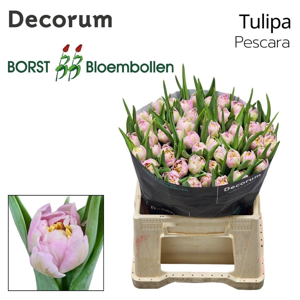 Срезанные цветы оптом Tulipa do pescara от 50шт из Голландии с доставкой по России
