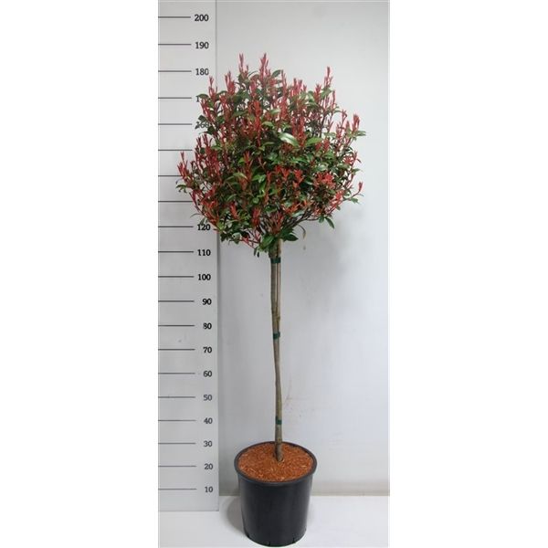 Горшечные цветы и растения оптом Photinia Fraseri Carré Rouge On Stem от 1шт из Голландии с доставкой по России